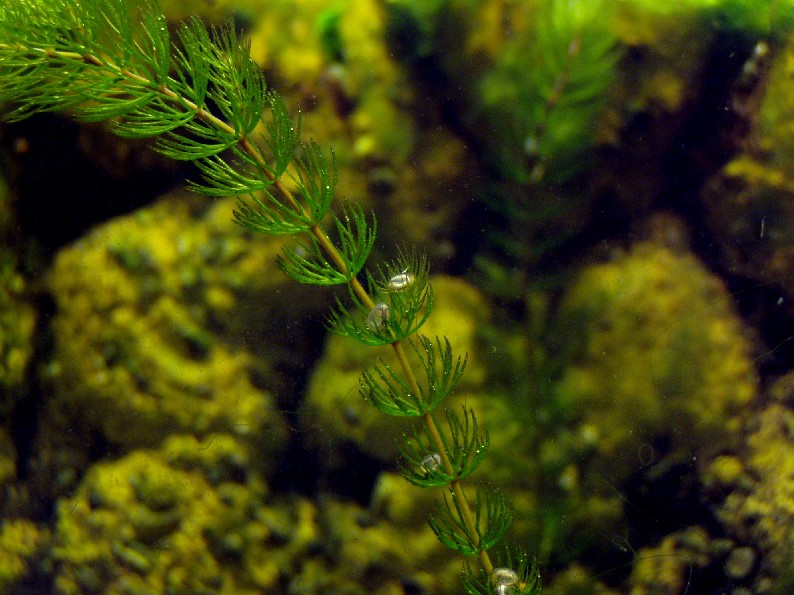 I Terracquari del Centro di Entomologia - Piombino (LI)